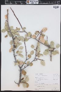 Amelanchier utahensis image