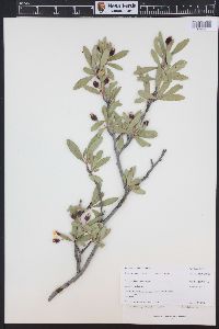 Peraphyllum ramosissimum image