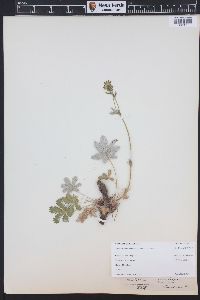 Potentilla pulcherrima image