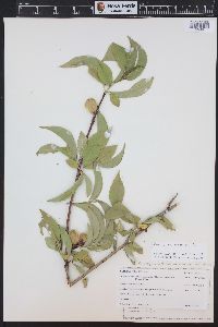 Prunus virginiana var. demissa image