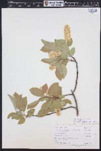 Prunus virginiana var. demissa image