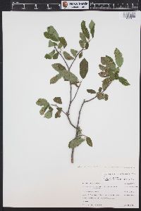 Prunus virginiana var. demissa image