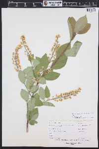 Prunus virginiana var. demissa image