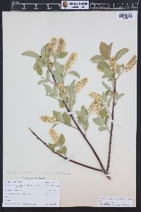 Prunus virginiana var. demissa image