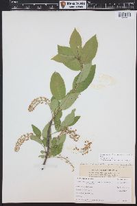 Prunus virginiana var. demissa image