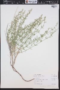 Galium coloradoense image