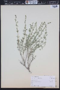 Galium coloradoense image