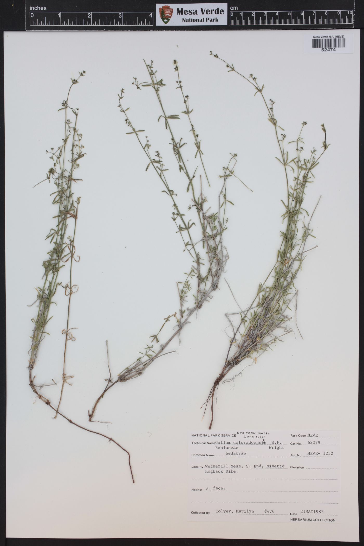 Galium coloradoense image