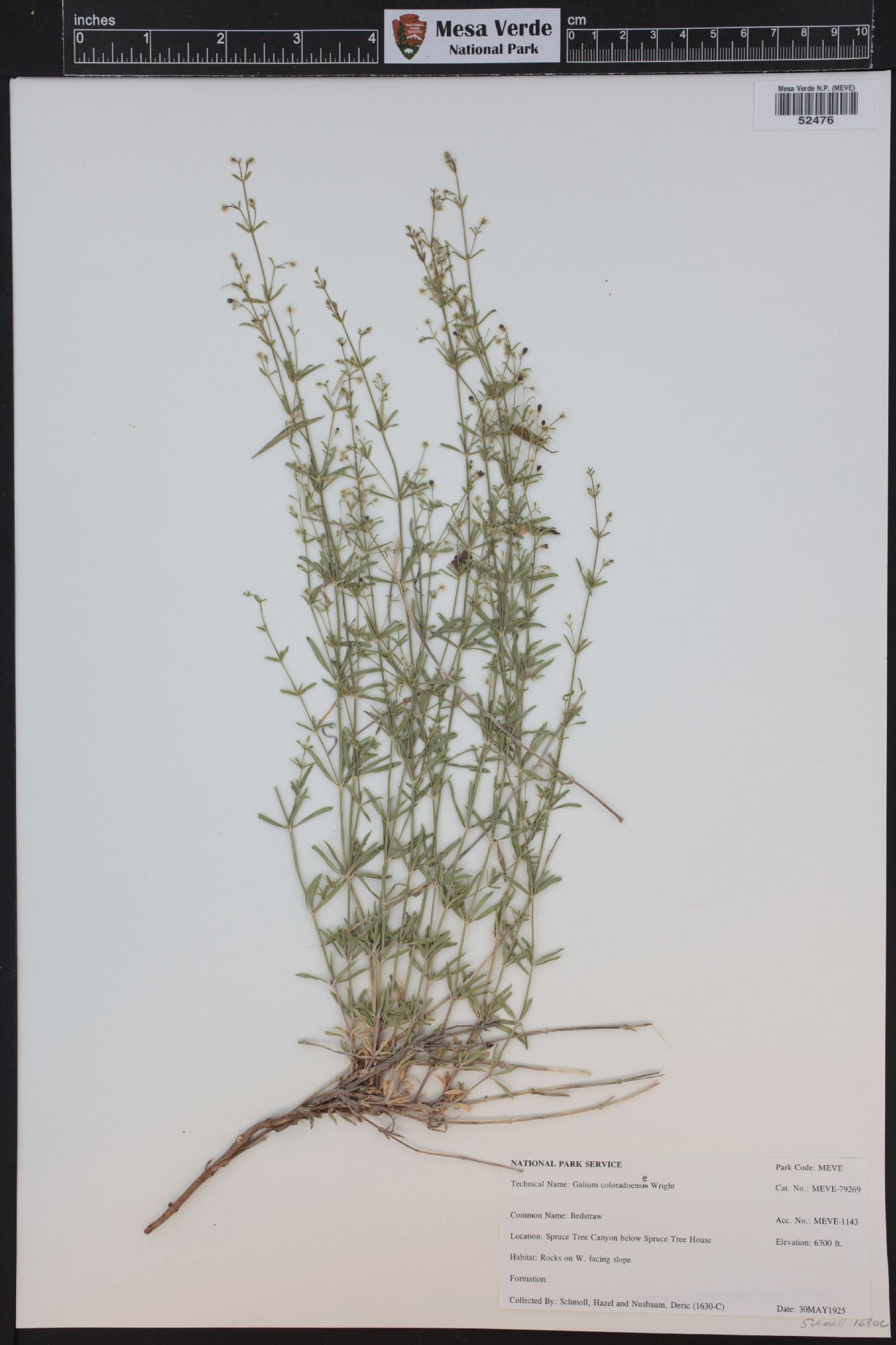 Galium coloradoense image