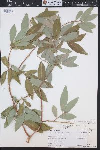 Salix lasiandra image