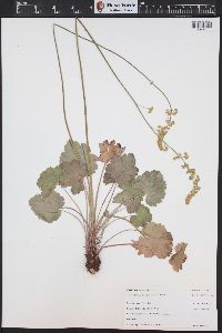 Heuchera parvifolia image