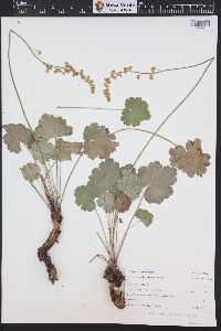 Heuchera parvifolia image