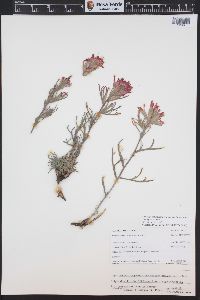 Castilleja angustifolia image