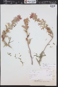 Castilleja angustifolia image