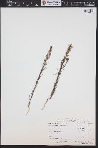 Orthocarpus purpureoalbus image