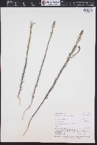 Orthocarpus purpureoalbus image