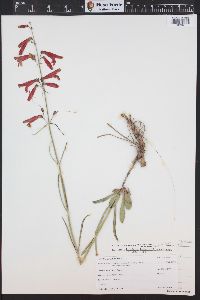 Penstemon barbatus image