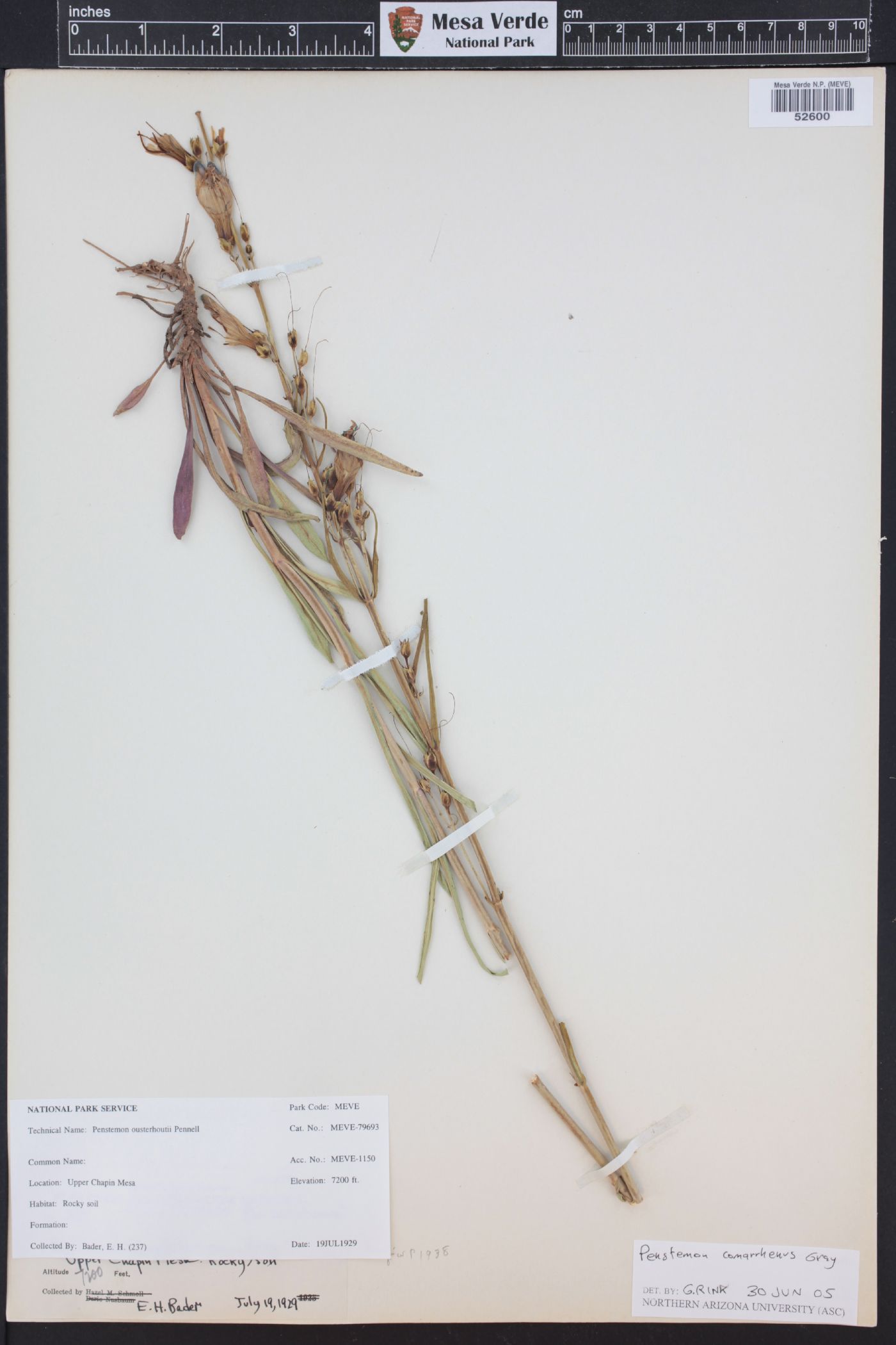Penstemon osterhoutii image