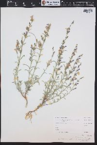 Penstemon linarioides subsp. coloradoensis image