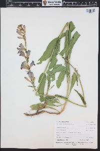 Penstemon strictus image