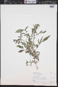 Solanum jamesii image