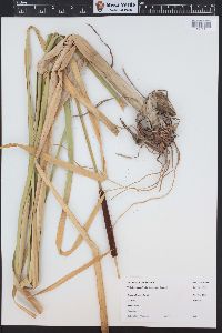 Typha domingensis image