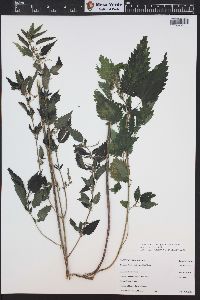 Urtica gracilis image