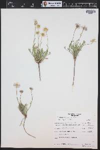 Erigeron flagellaris image