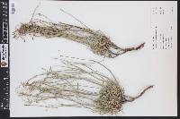 Eriogonum lonchophyllum image
