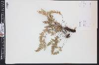 Myriopteris gracilis image