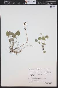 Viola adunca image
