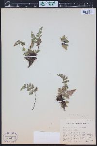 Asplenium adiantum-nigrum image