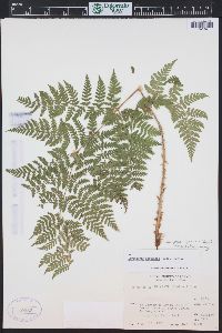 Dryopteris expansa image