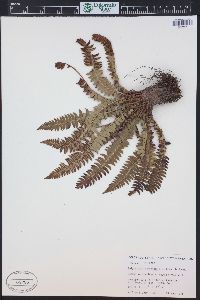 Polystichum lonchitis image