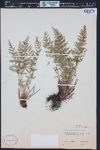 Woodsia scopulina image