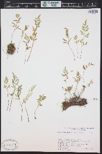 Cryptogramma stelleri image