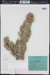 Pinus aristata image