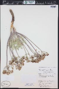 Lomatium macrocarpum image