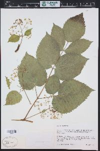 Aralia racemosa image