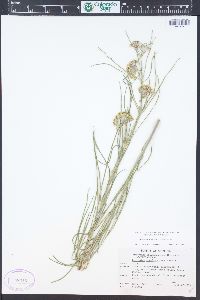 Asclepias rusbyi image