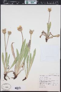 Agoseris glauca image