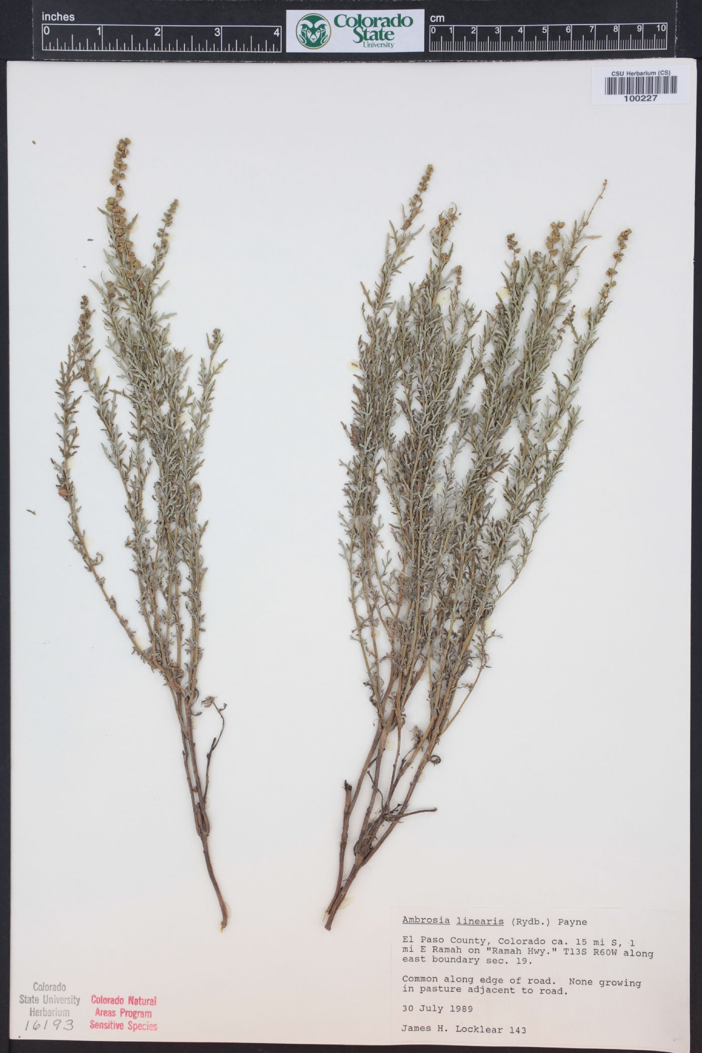 Ambrosia linearis image