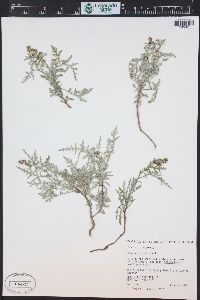 Ambrosia tomentosa image