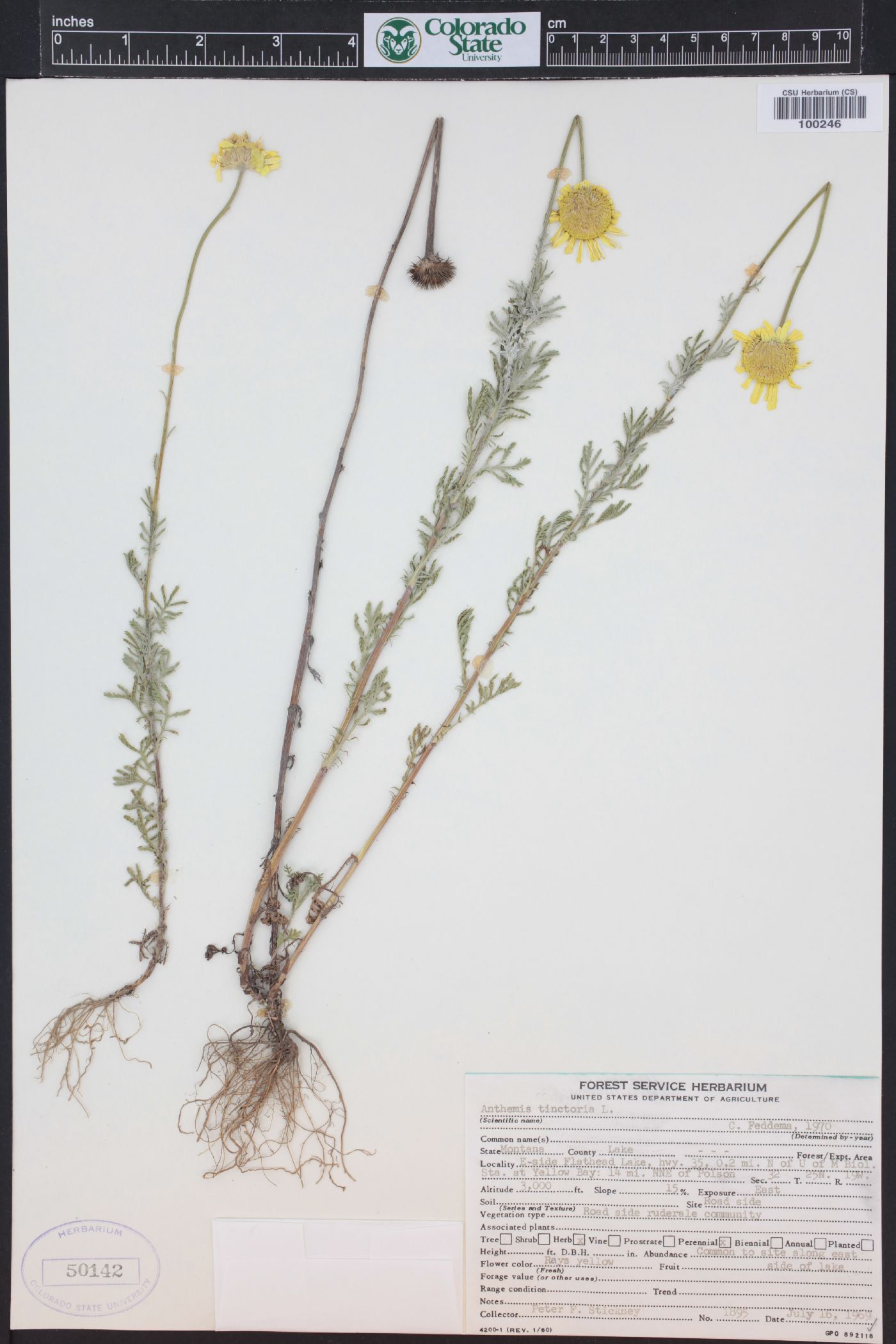 Cota tinctoria image