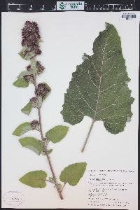 Arctium minus image