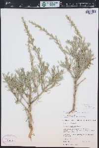 Artemisia arbuscula image