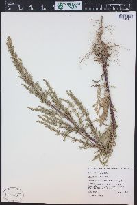 Artemisia biennis image