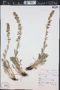 Artemisia norvegica image