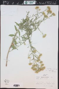 Brickellia eupatorioides image