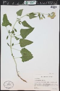 Brickellia grandiflora image